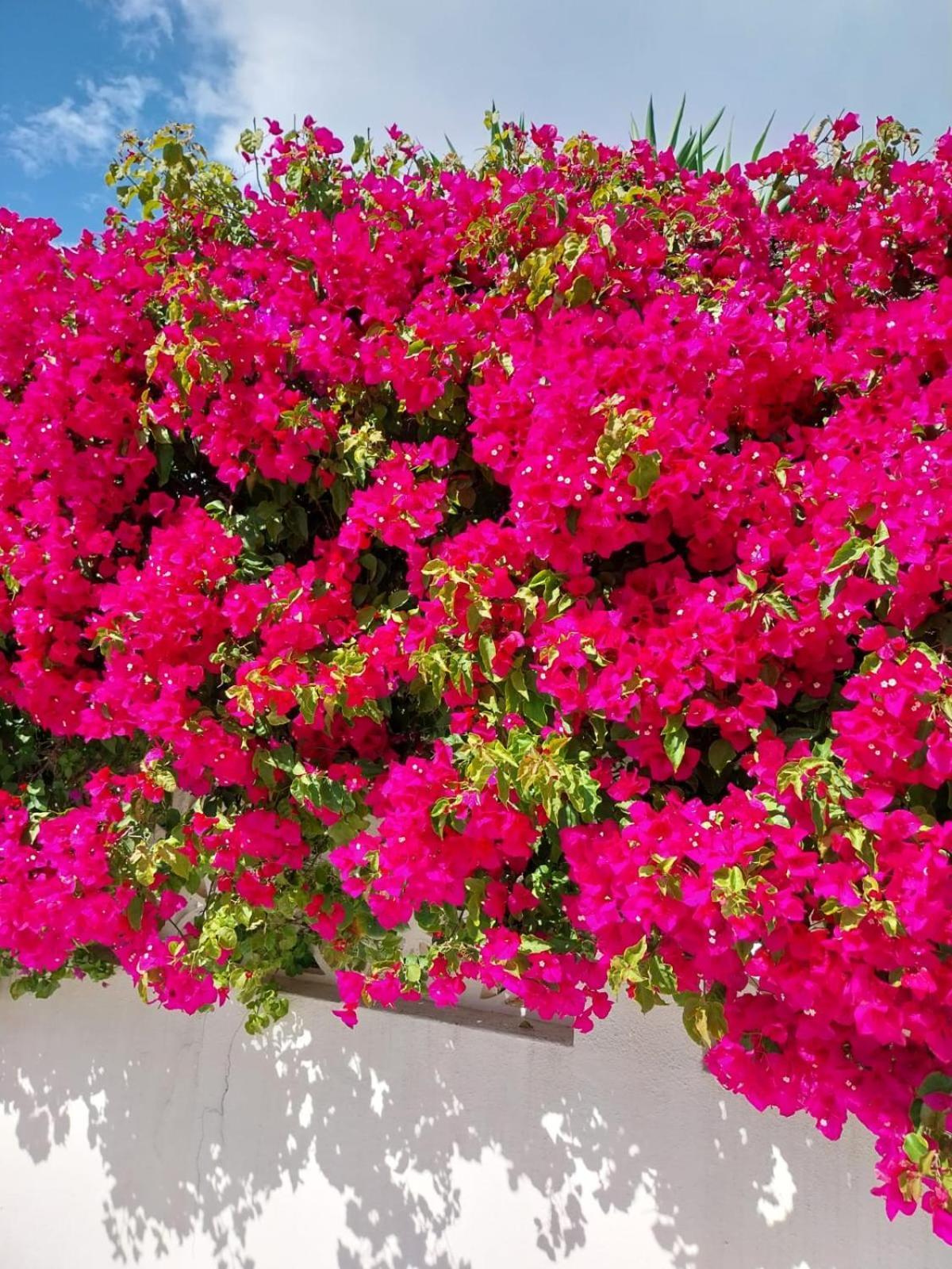 Villa El Salam Campo Mijas Fuengirola Zewnętrze zdjęcie
